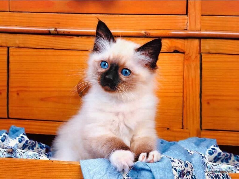 blue-eyed kitten on blanket