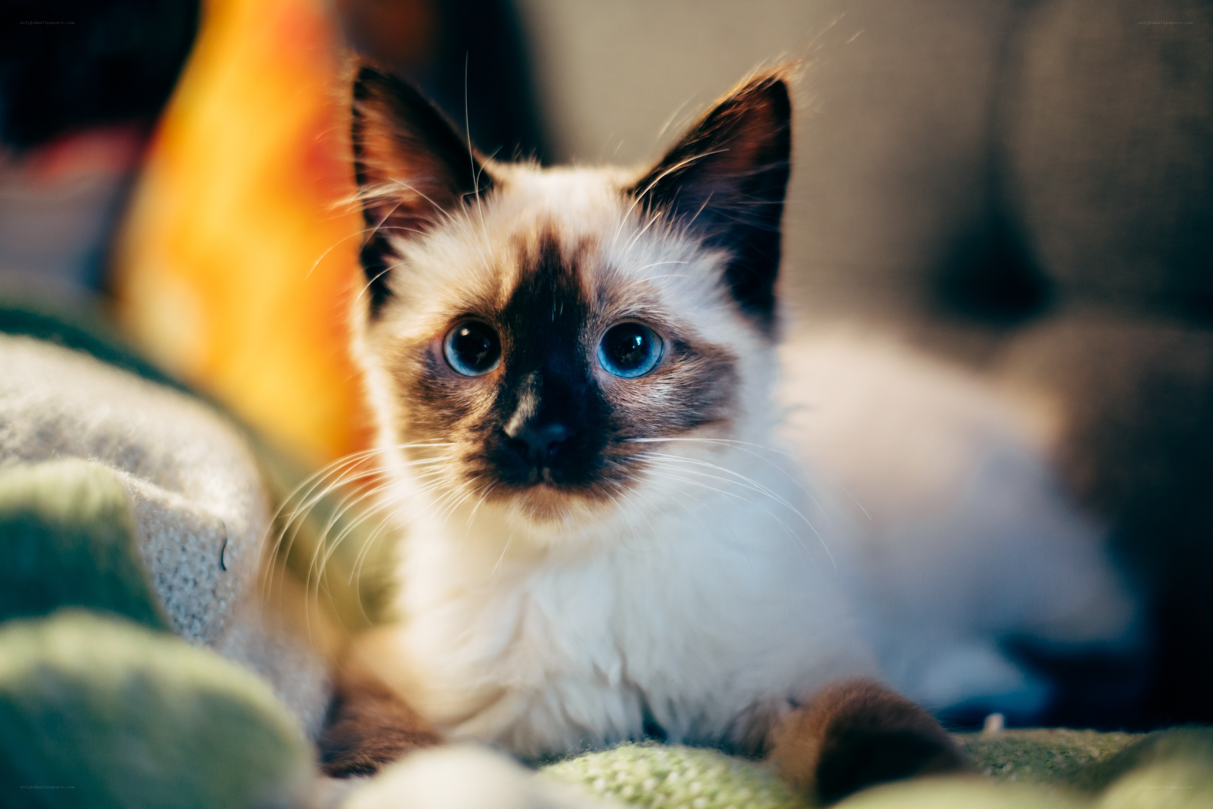 blue-eyed kitten on blanket