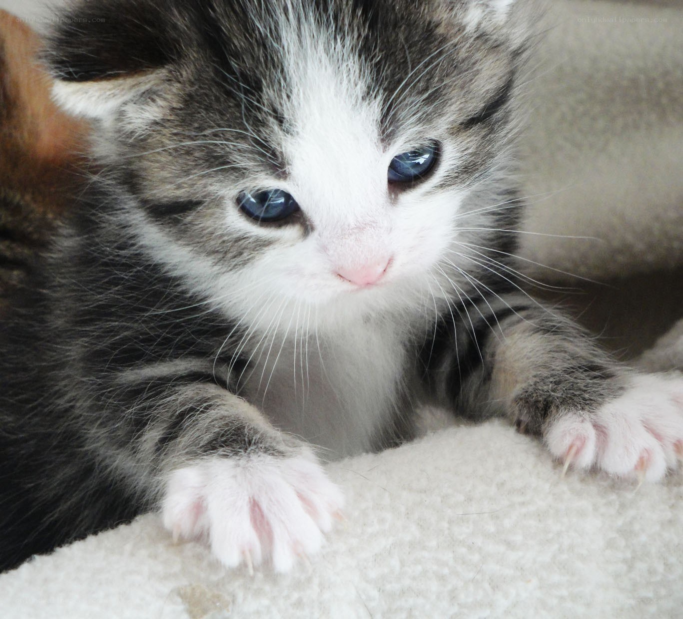 blue-eyed kitten on carpet
