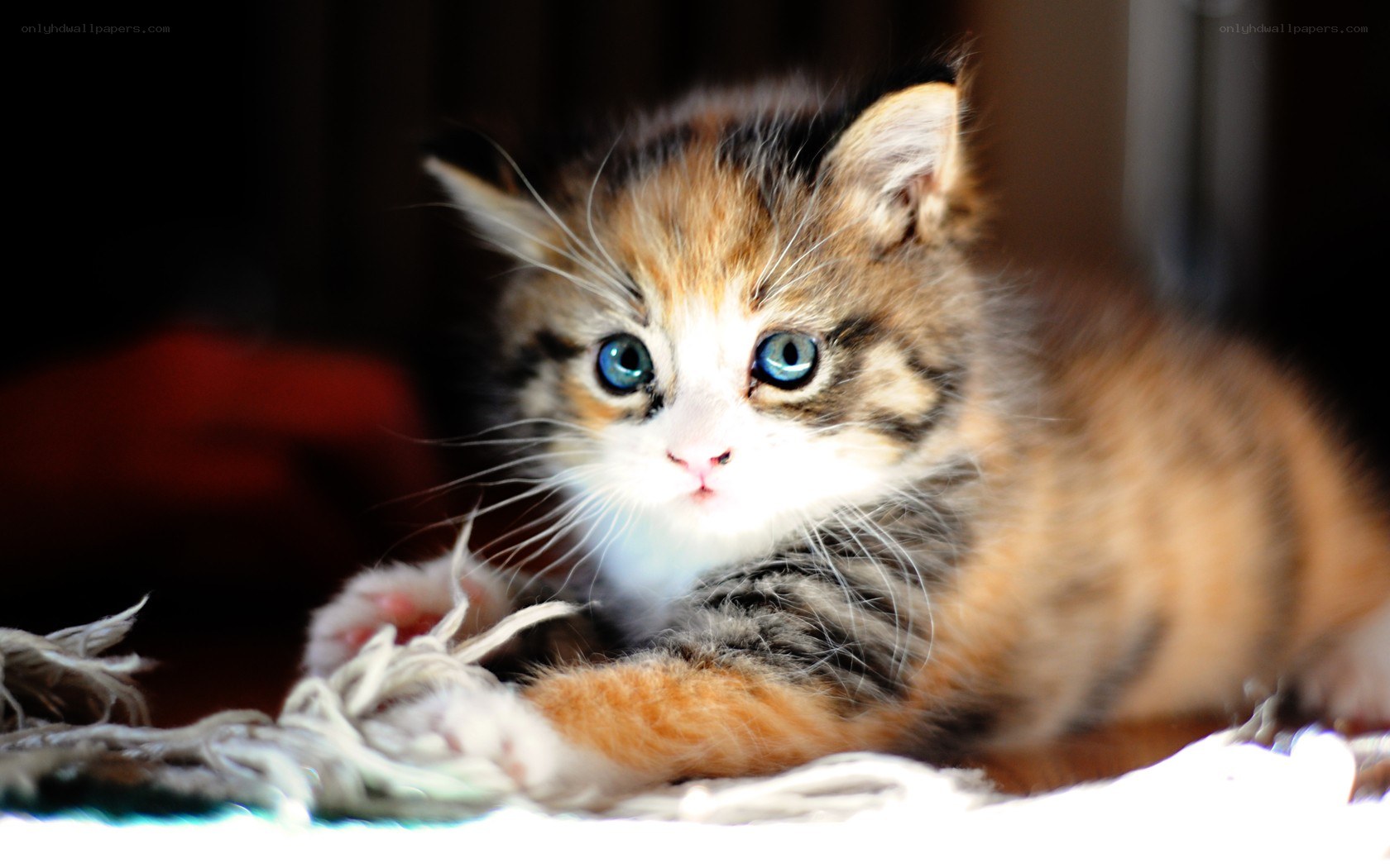 blue-eyed kitten on rug
