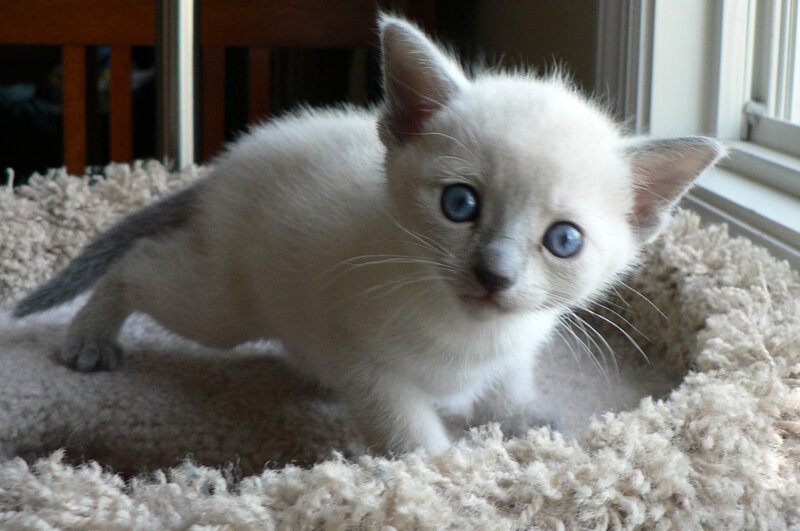 blue-eyed kitten on rug