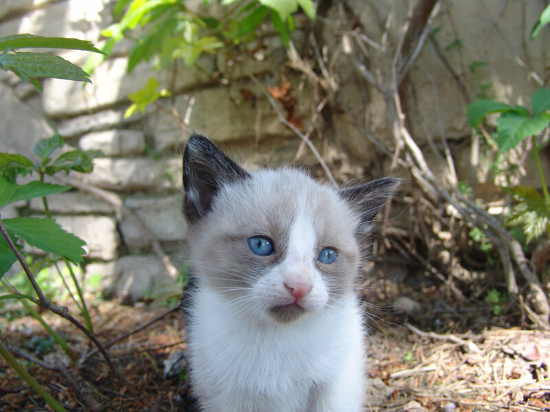 blue-eyed kitten outdoors
