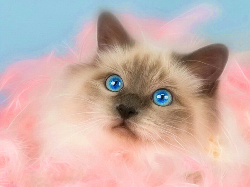 Blue-eyed Kitten — Pink