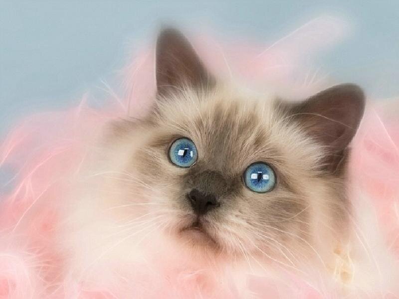 blue-eyed kitten portrait
