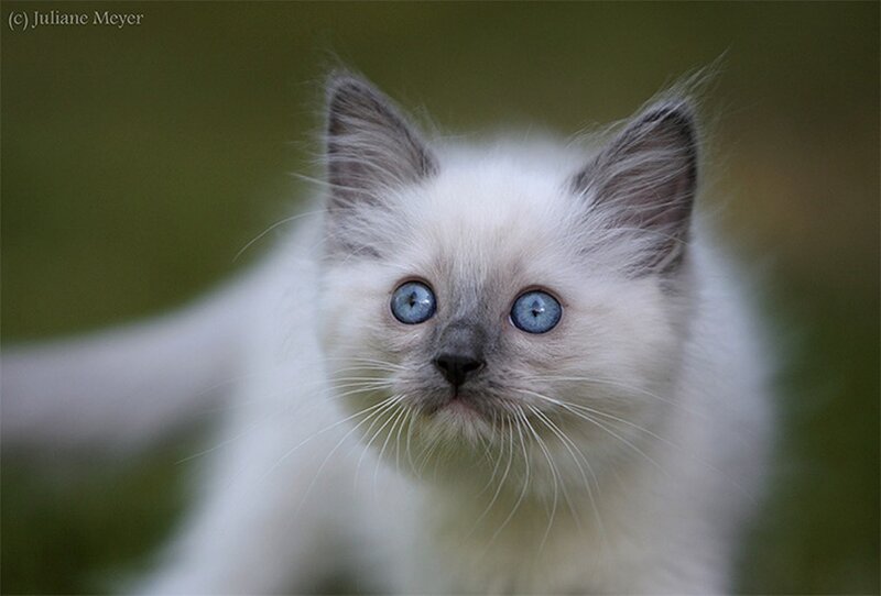 blue-eyed kitten portrait