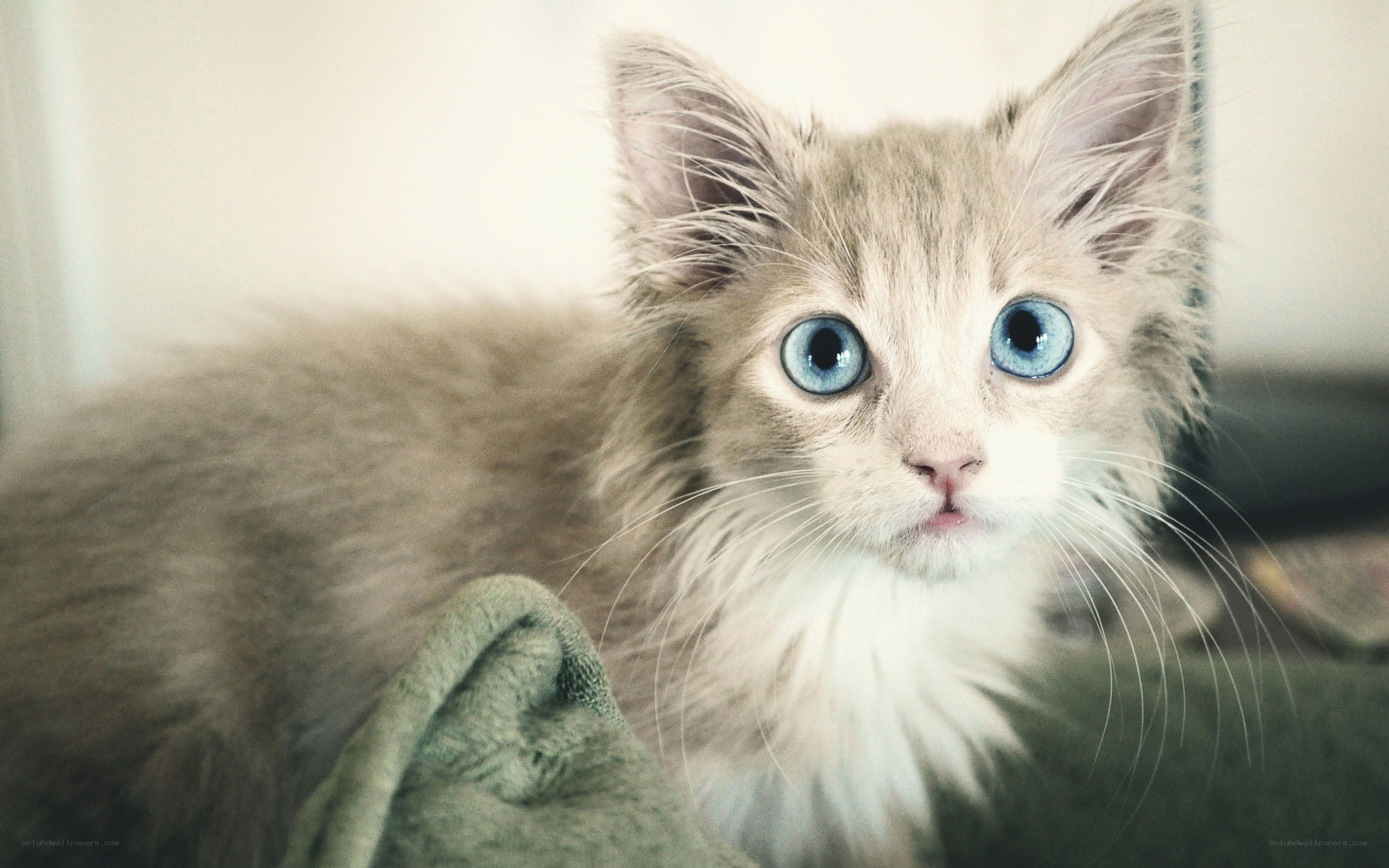 blue-eyed kitten portrait
