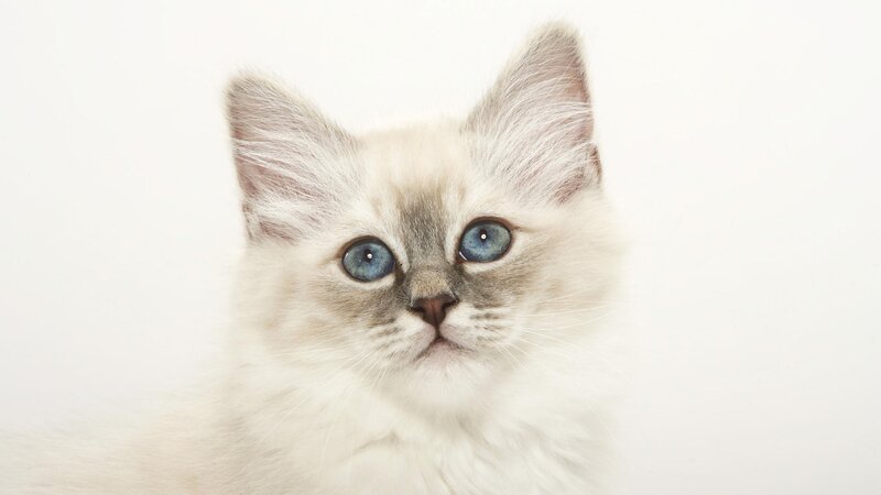blue-eyed kitten portrait
