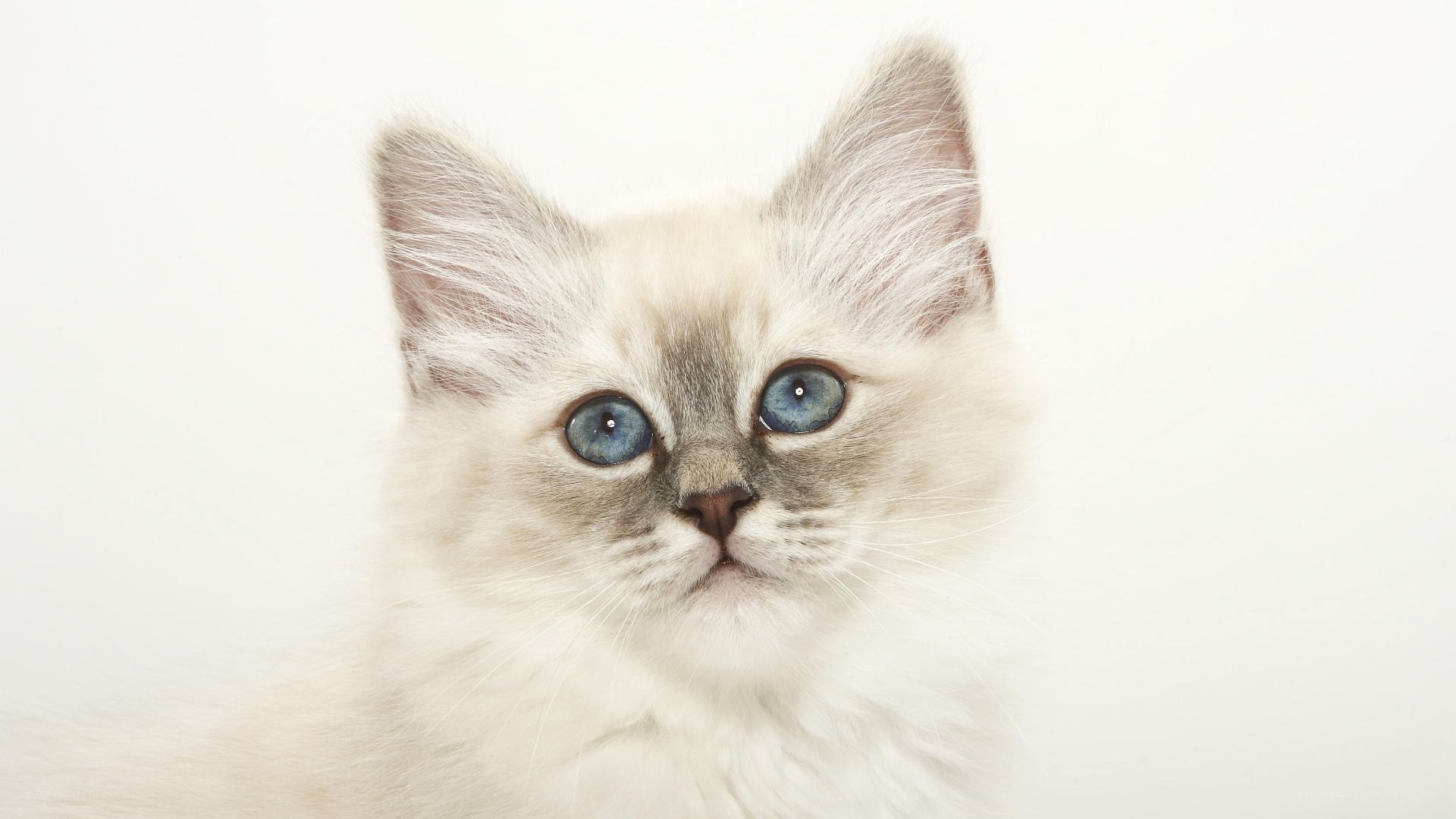 blue-eyed kitten portrait