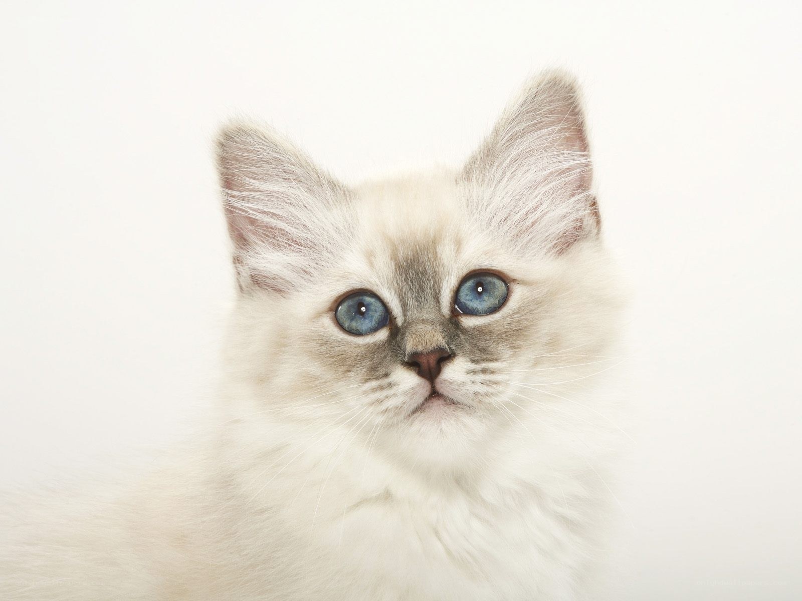blue-eyed kitten portrait
