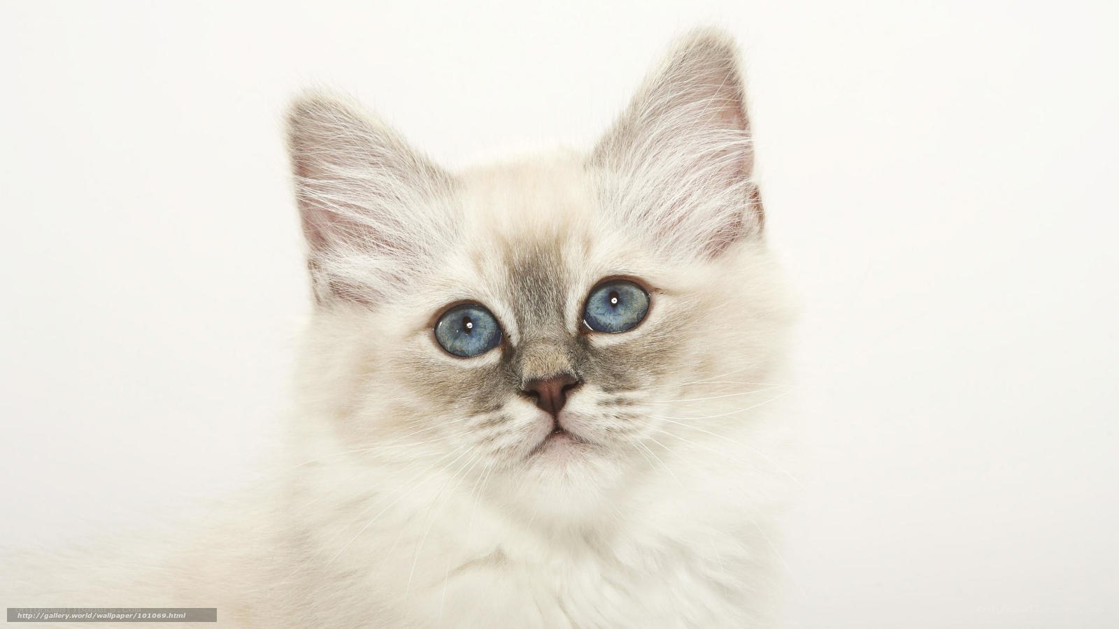 blue-eyed kitten portrait