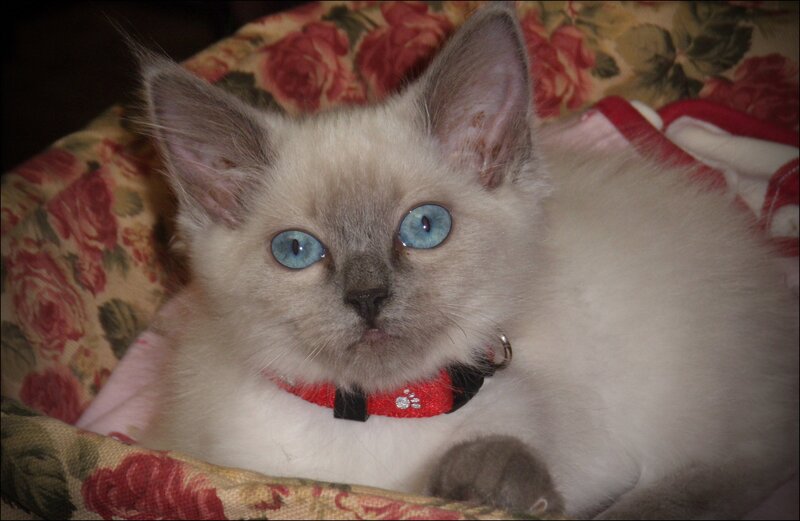 Blue-eyed Kitten