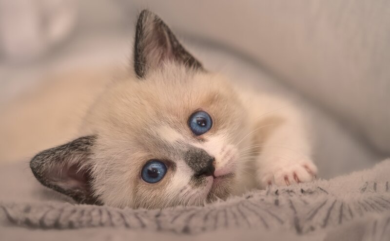 Blue-eyed Kitten — White, Calm, Photograph, Blanket