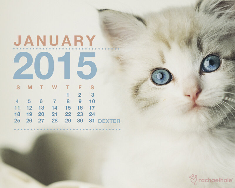Blue-eyed Kitten — White, Calm, Photograph