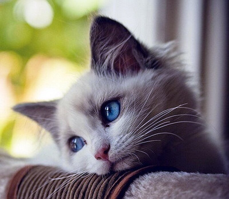 Blue-eyed Kitten — White, Calm