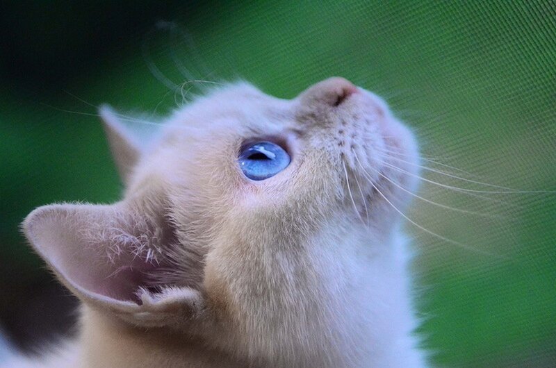 Blue-eyed Kitten — White