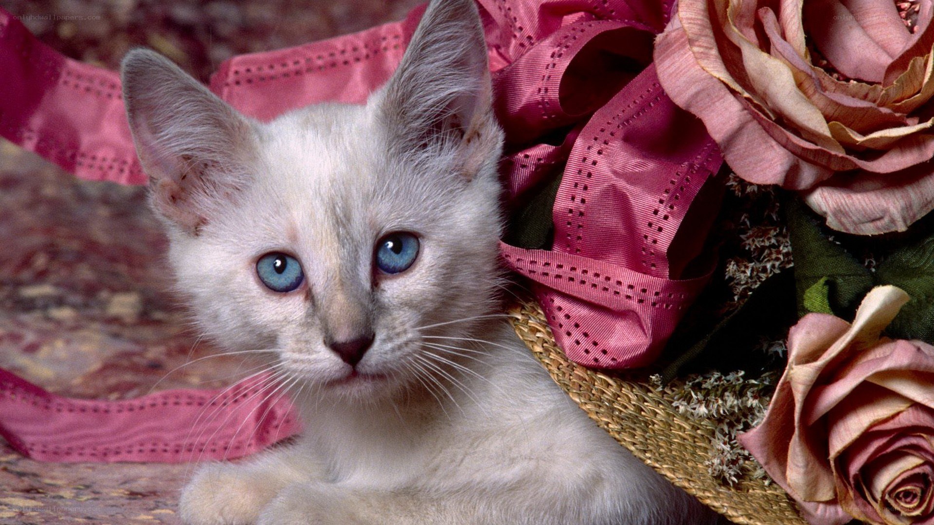 blue-eyed kitten with roses