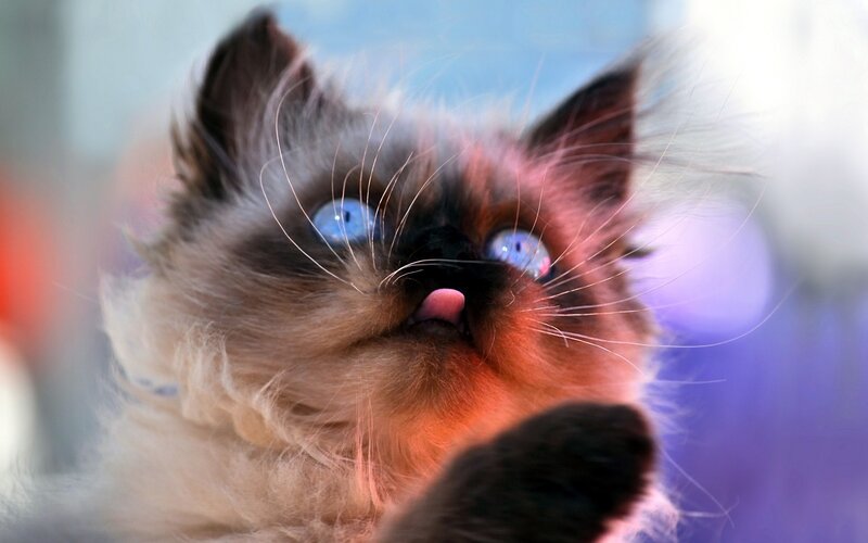 blue-eyed kitten with tongue out