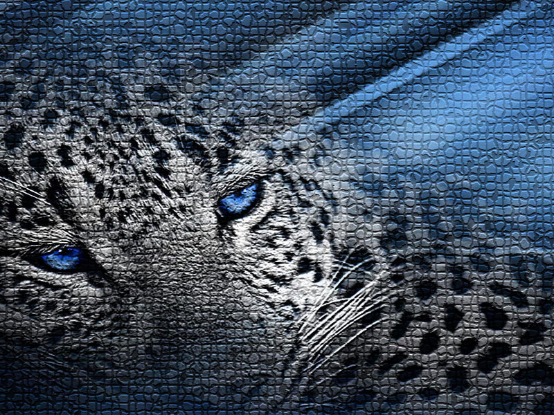 blue-eyed leopard mosaic