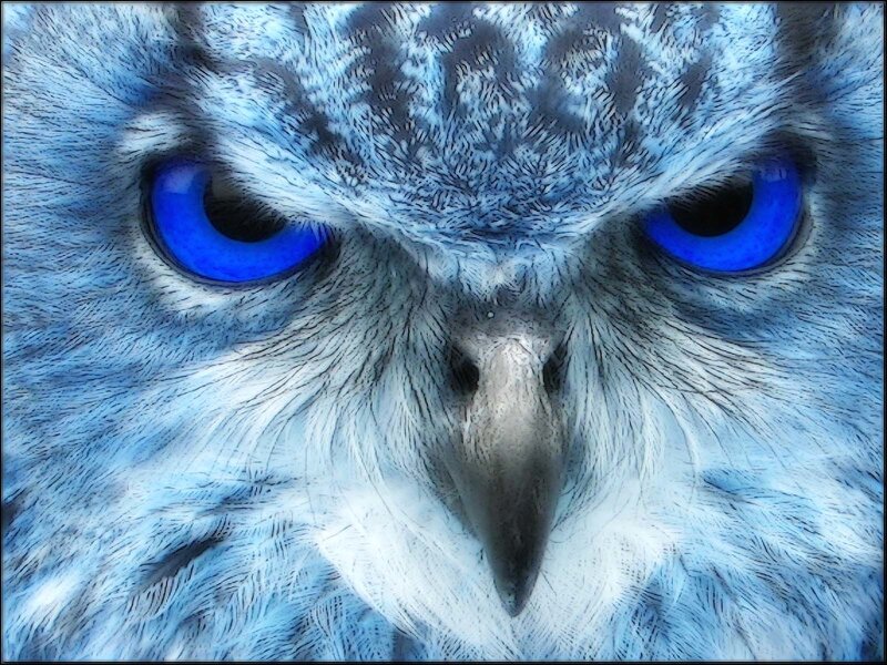 blue-eyed owl close-up