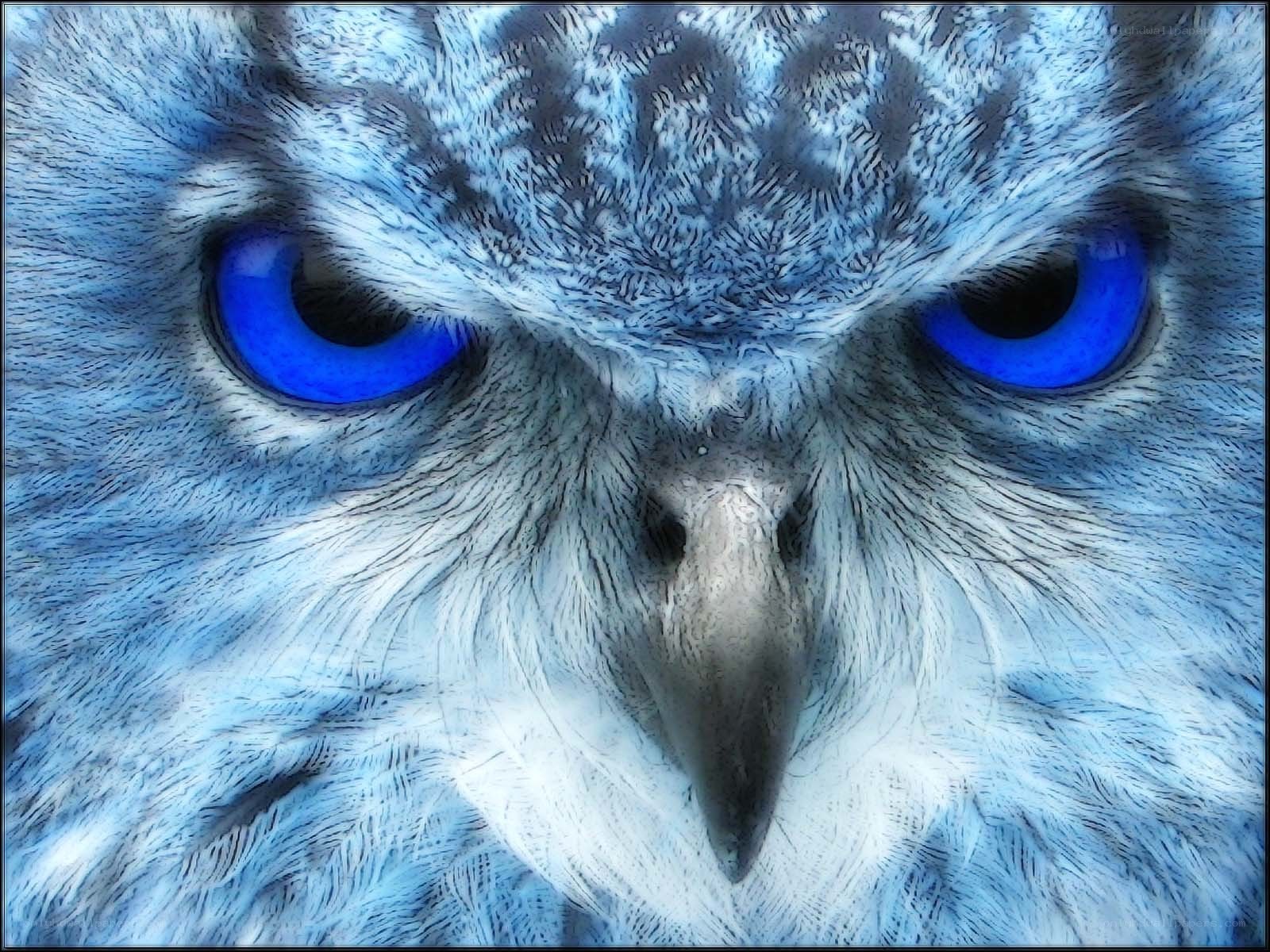 blue-eyed owl close-up