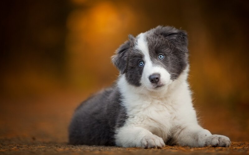 Blue-eyed Puppy — Brown, Calm