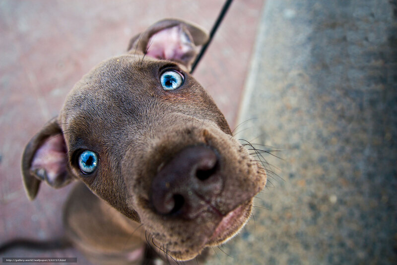 Blue-eyed Puppy — Brown, Curious