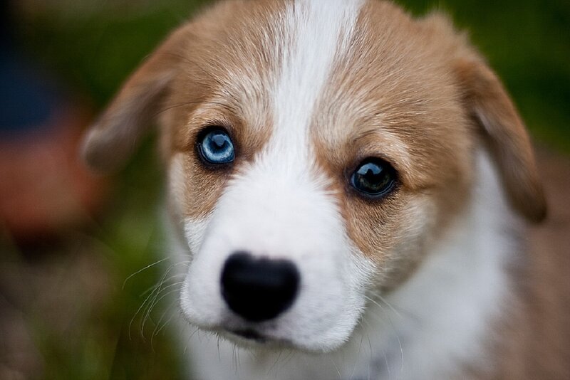 Blue-eyed Puppy — Brown, Innocent