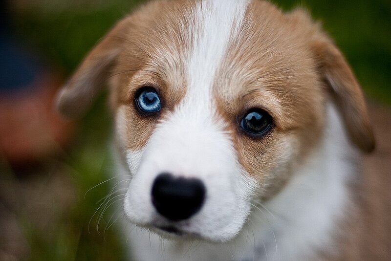 blue-eyed puppy close-up