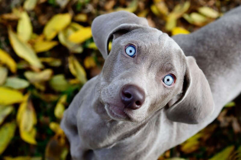 Blue-eyed Puppy — Gray, Curious
