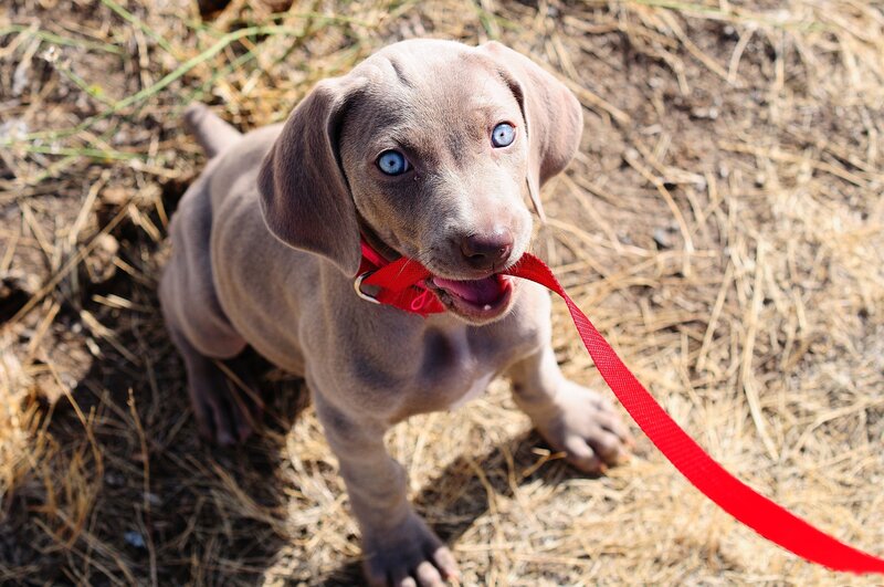 Blue-eyed Puppy — Gray