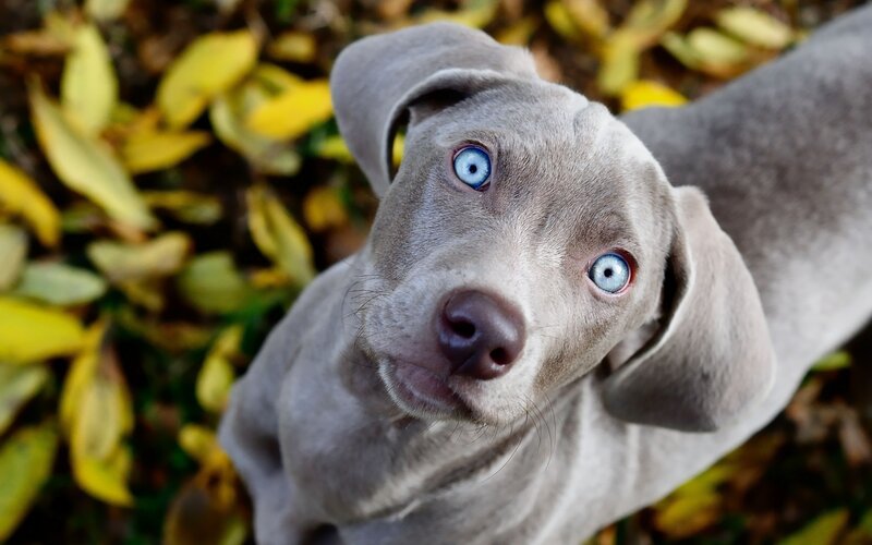blue-eyed puppy in autumn leaves