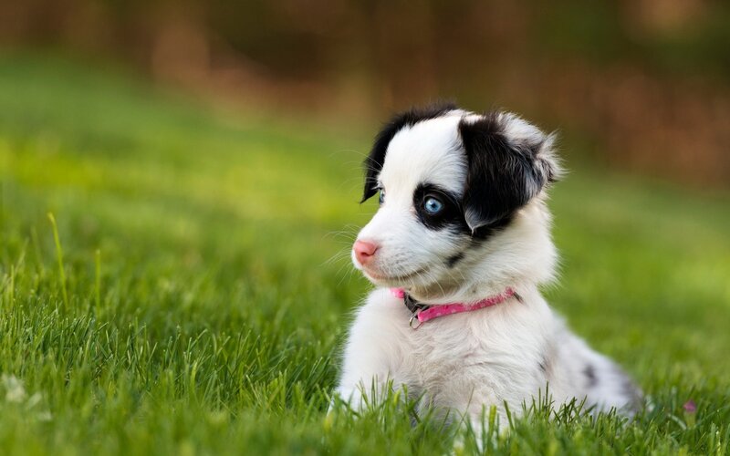 Blue-eyed Puppy in Grass — Green, Calm