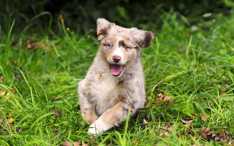 Blue-eyed Puppy in Grass — Green