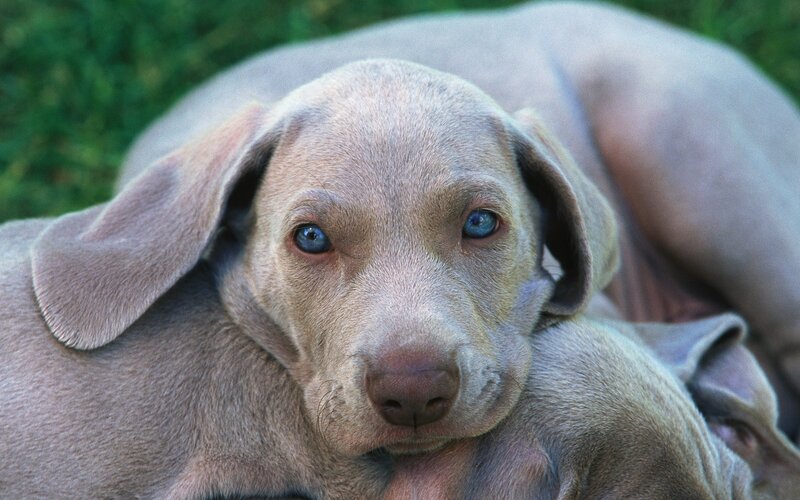blue-eyed puppy in grass
