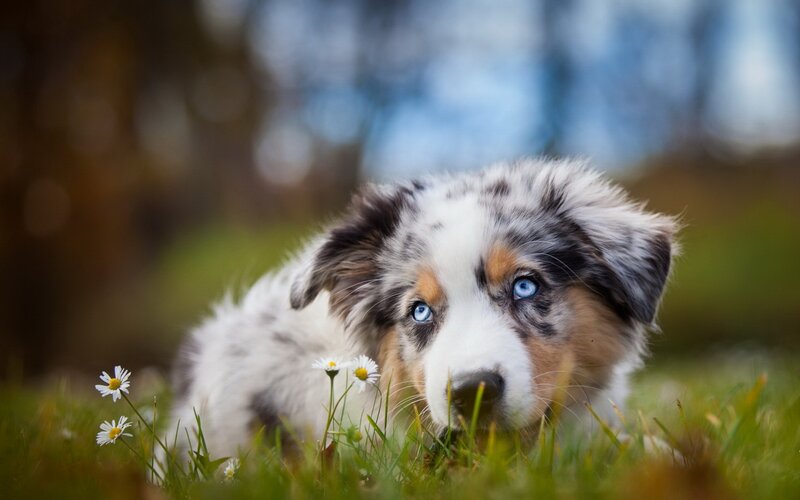 Blue-eyed Puppy in Grass — White, Calm, Spring