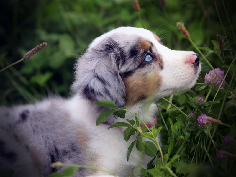 Blue-eyed Puppy in Grass — White, Calm