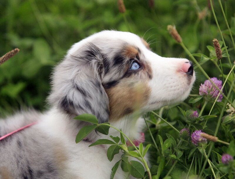 Blue-eyed Puppy in Grass — White