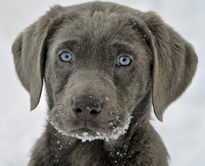 Blue-eyed Puppy in Snow