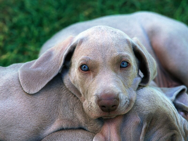 blue-eyed puppy on grass