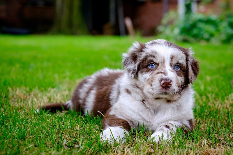 Blue-eyed Puppy on Grass — Green