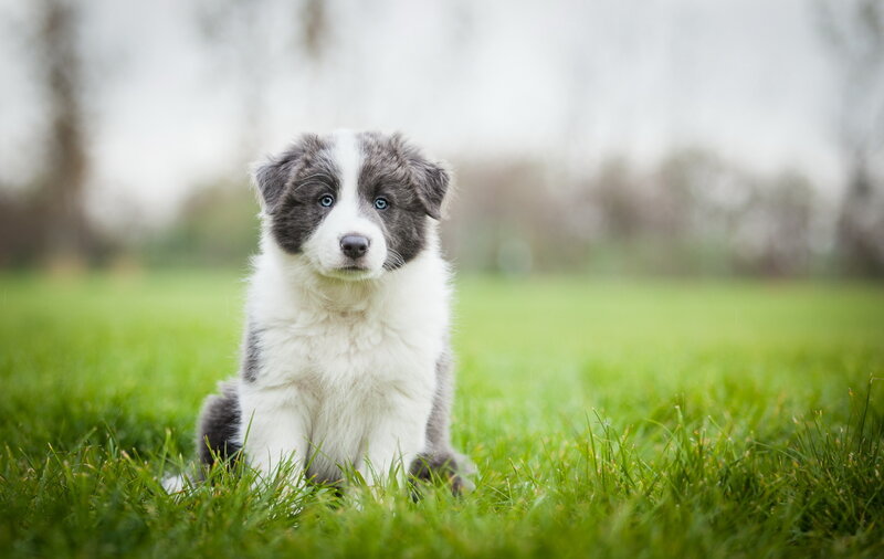 blue-eyed puppy on grass