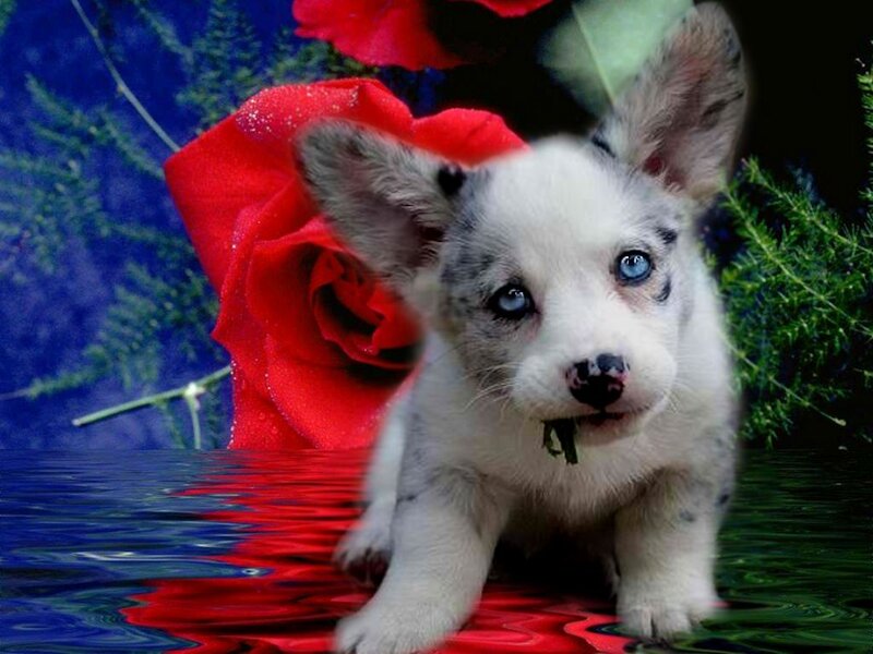 Blue-eyed Puppy — Red