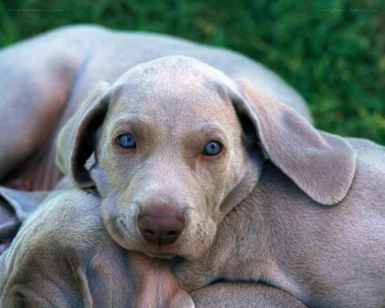 blue-eyed puppy resting