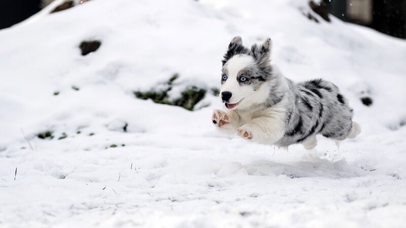 Blue-eyed Puppy Running
