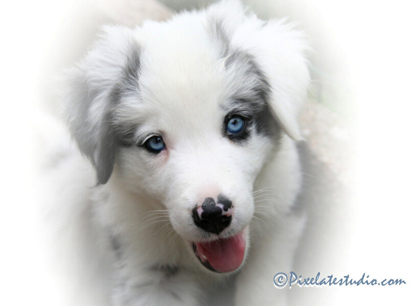 Blue-eyed Puppy