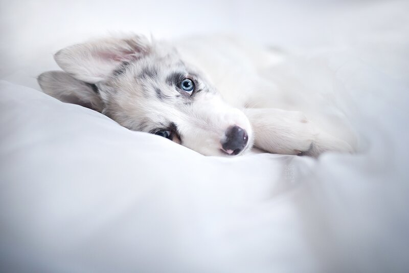 Blue-eyed Puppy — White, Calm, Photograph