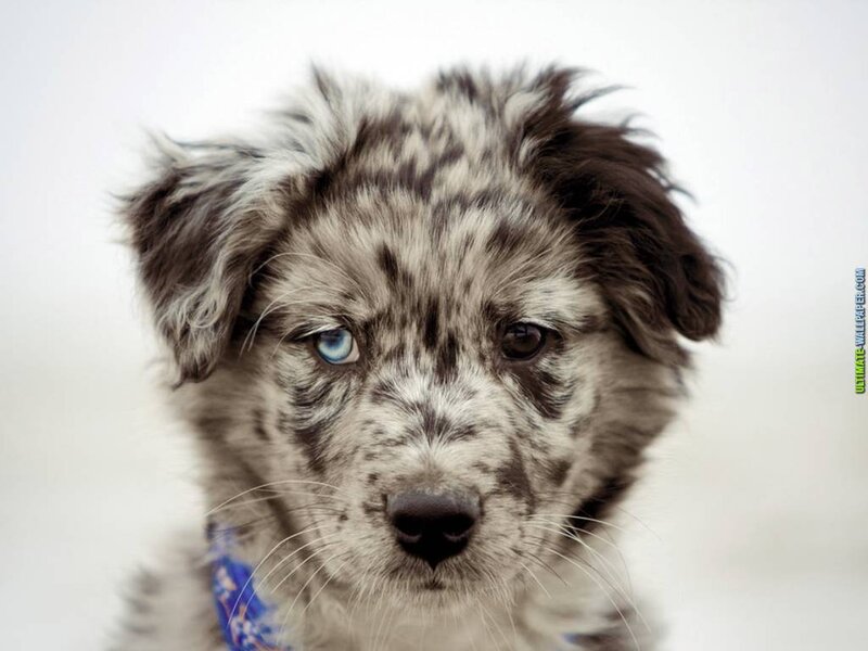 Blue-eyed Puppy — White, Calm