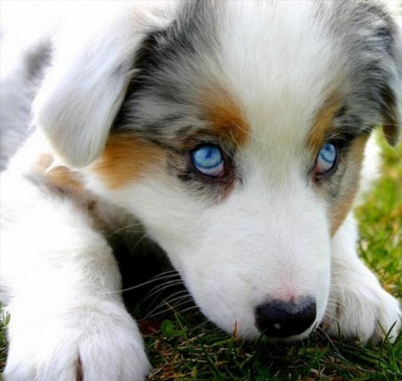 Blue-eyed Puppy — White