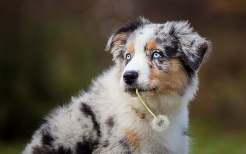 Blue-eyed Puppy with Dandelion