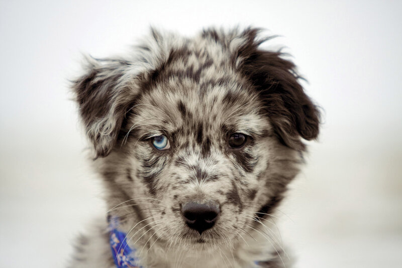 blue-eyed puppy with merle coat